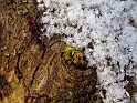 Pousse et neige